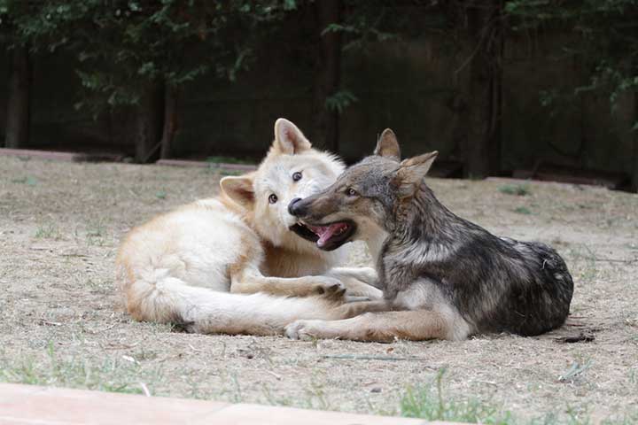 American wolfdogs - Amerikanischer Wolfshund