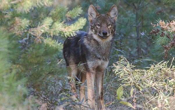 Timberwolf - Wolfshybrid & Wolfshund Hunderassen