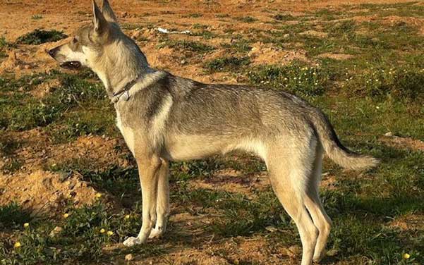Lobo Herreno - Wolfshybrid & Wolfshund Hunderassen