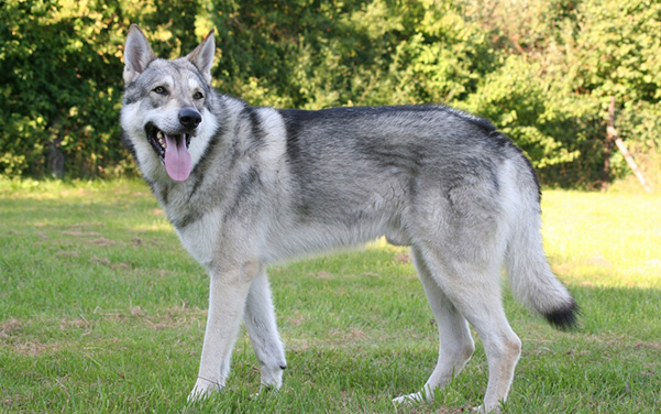 Wolfshybrid & Wolfshund Hunderassen - Hundefutter für Wolfshunde