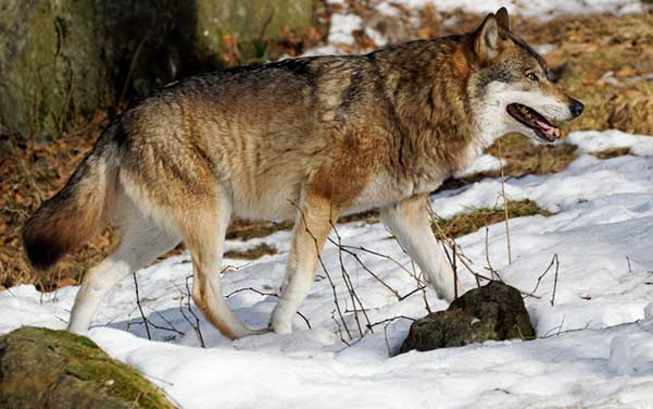 Der Wolf - Wolfshybrid & Wolfshund Hunderassen