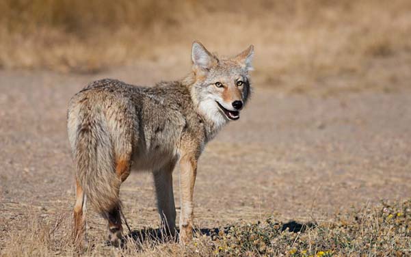 Steppenwolf - Kojote - Wolfshybrid & Wolfshund Hunderassen
