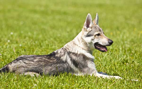 Tschechoslowakischer Wolfshund - Wolfshybrid & Wolfshund Hunderassen