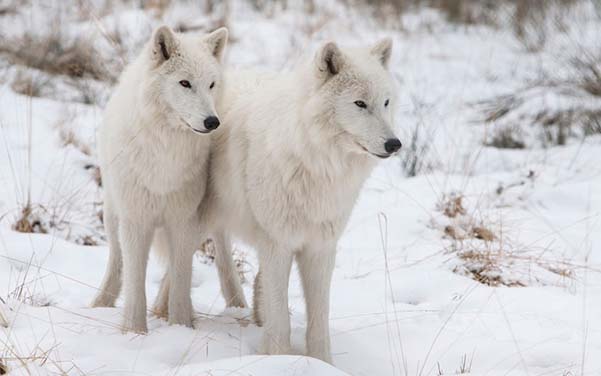 Polarwolf - Wolfshybrid & Wolfshund Hunderassen
