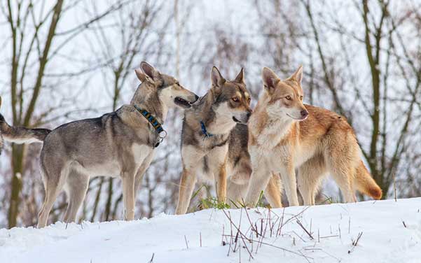 Saarloos Wolfshund - Wolfshybrid & Wolfshund Hunderassen