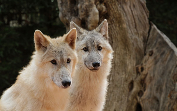 Amerikanischer Wolfshund - Wolfshybrid & Wolfshund Hunderassen
