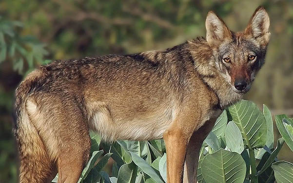 Arabischer Wolf - Wolfshybrid & Wolfshund Hunderassen