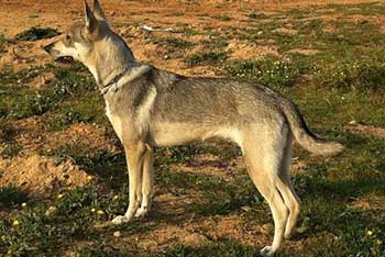Perro lobo herreño - © en.Wikipedia, 21 October 2011, Author: La Manada