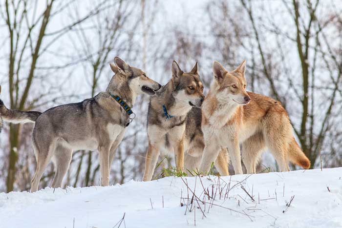 Saarloos Wolfhunde im Schnee.