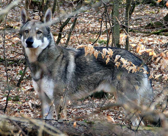 Saarlooswolfhond - Merlin v.d. Schattenwaldwoelfen