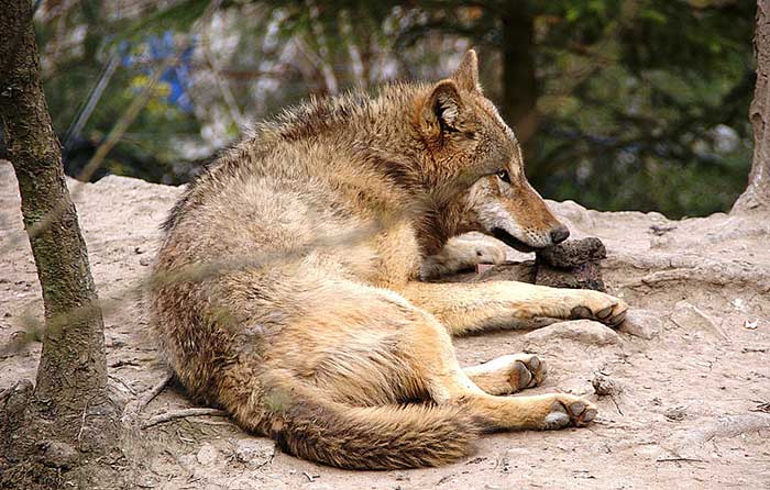 Mongolischer Wolf