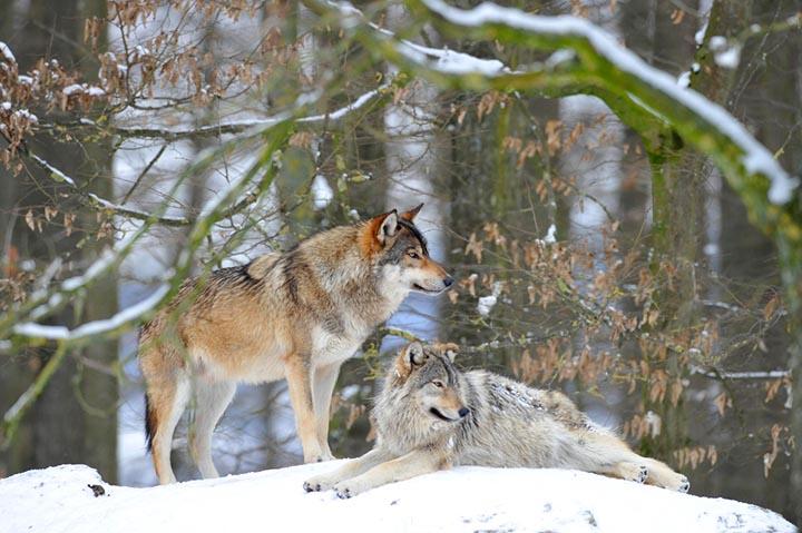 Zwei Mackenzie-Wolf im Schnee